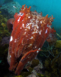 Giant cuttle, Clovelly by Doug Anderson 